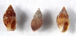 Amphissa versicolor